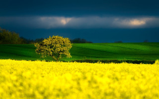 Lone tree field yellow flowers - a lone tree in the foreground free wallpaper for desktop
