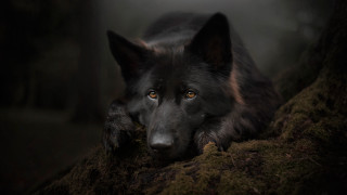 Black dog blue eyes mossy - a black dog free wallpaper
