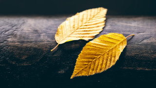 Yellow leaves black background white - a black surface free wallpaper