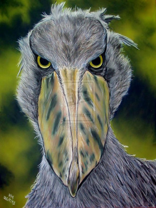 Bird beak yellow eyes red - anne rigney free wallpaper for mobile