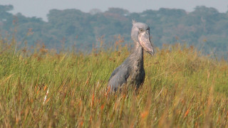 Bird field grass trees background - the background in the distance free wallpaper