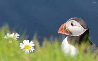 Puffy bird long beak grass - a long beak free wallpaper for desktop