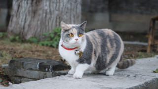 Cat collar outdoor serious shiba - a serious look free wallpaper