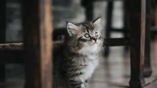Kitten sad rococo cute 3d - duccio free wallpaper