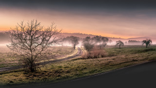 Misty tree road sunset horizon - a foggy sky in the background free wallpaper