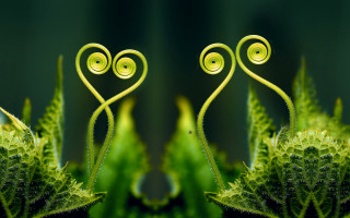 Green plants heart stem ecological - a heart free wallpaper