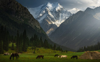 Horses grazing mountains clouds outdoors - amir zand free wallpaper