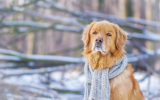 Dog scarf snow tree bokeh - a fence free wallpaper for desktop