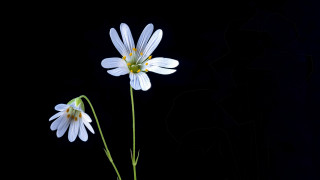 White flowers vase black background - two white flower free wallpaper