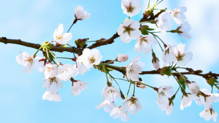 White flowers branch blue sky 2 - against free wallpaper