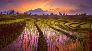 Sunset ricefield mountain person impasto - the middle of the field free wallpaper