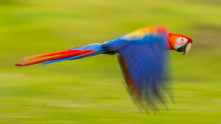 Colorful bird flying impressionist motion - cloisonnism free wallpaper for desktop