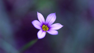 Purple flower yellow center blurry - elizabeth durack free wallpaper
