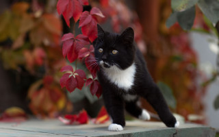 Black white cat ledge plant - a ledge next free wallpaper