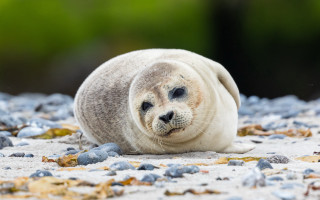 Seal beach rocks gravel green - a seal free wallpaper