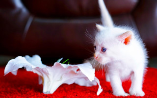 White cat flower red rug - a red rug free wallpaper for desktop