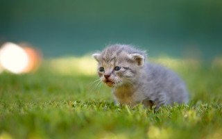 Kitten grass impressionism tiltshift blurry - anne nasmyth free wallpaper