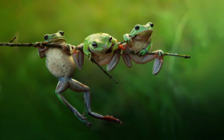 Two frogs upside down branch - upside free wallpaper