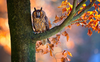 Owl fall forest leaves burns - warm color free wallpaper