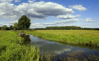 Lush green field stream tree - a tree in the distance free wallpaper