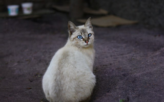 White cat blue eyes blurry 5 - a white cat free wallpaper for desktop