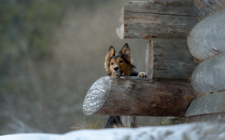 Dog window snow aurora moon - him free wallpaper for desktop
