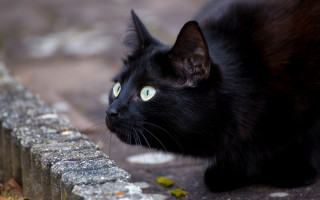 Black cat green eyes gothic 9 - sharp focus free wallpaper for desktop