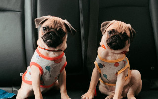 Two pugs sweaters harnesses back - elaine duillo free wallpaper