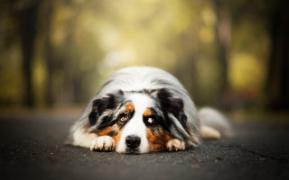 Shiba inu dog road blurry - the background and a blurry background free wallpaper for desktop