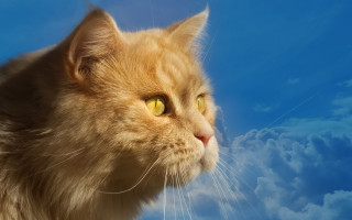 Cat yellow eyes clouds blue - yellow eye free wallpaper