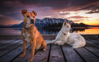 Dogs dock sunset mountains lake - the background and a lake in the foreground free wallpaper