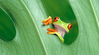 Frog orange eyes green leaf - a frog free wallpaper