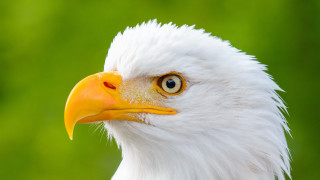 Bald eagle green background yellow - upper body free wallpaper for desktop
