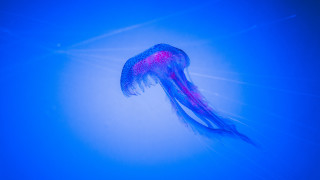 Jellyfish bioluminescent hologram ocean blue - bioluminescence free wallpaper