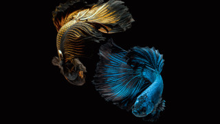 Siamese fish ocean dark background 2 - dark background free wallpaper for desktop