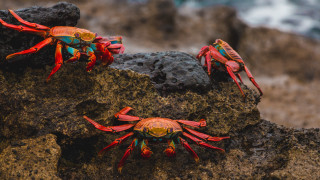 Three crabs ocean rock wave - a microscopic photo free wallpaper