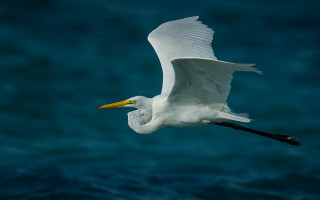 White bird ocean yellow beak - wildlife photography free wallpaper