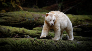 White bear moss forest trunk - fallen free wallpaper