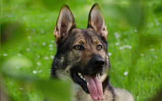 German shepherd laying grass blurry - maya free wallpaper for desktop