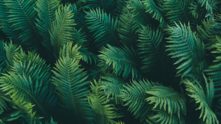 Green plants leaves bamboo forest - green plant free wallpaper