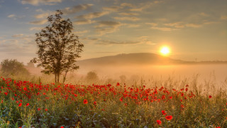 Red flowers sunset fog impressionist - the air above free wallpaper