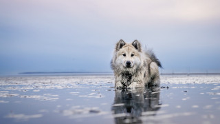 Dog beach water sky clouds - photography free wallpaper