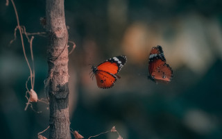 Butterflies flying forest branch macro - two butterfly free wallpaper