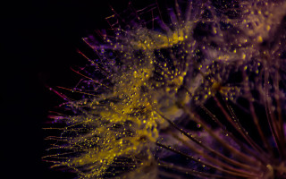 Dandelion microscopic macro city night - a close up of a dandelion free wallpaper