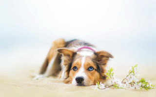 Dog flower shiba inu bluish - its head free wallpaper