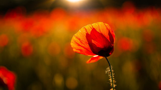 Red flower backlighting autumn fire - amir zand free wallpaper