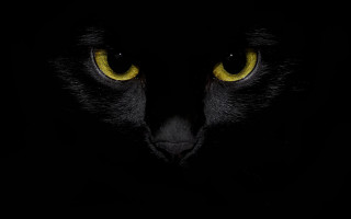Black cat yellow eyes crescent - the eye free wallpaper for desktop