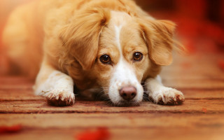 Dog sad eyes photorealism animal - sad free wallpaper