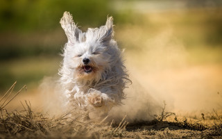Small white dog running field 2 - dust free wallpaper