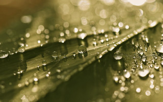 Leaf water droplets bokeh christmas - a close up of a leaf free wallpaper